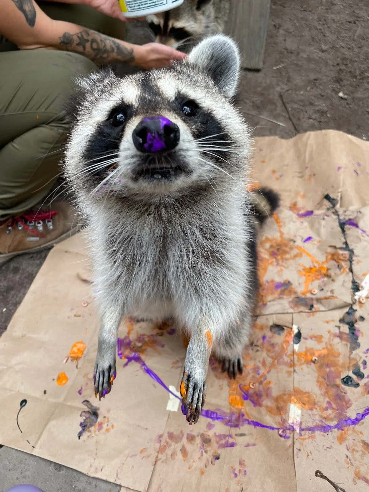 Simon & Melvin the North American Raccoons — Magnolia Plantation